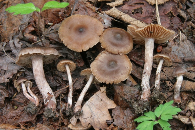 Cortinarius primaverili